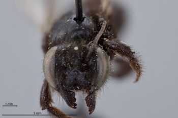 Media type: image;   Entomology 16205 Aspect: head frontal view